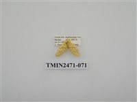 藏品(鉤弧紋豔苔蛾)的圖片